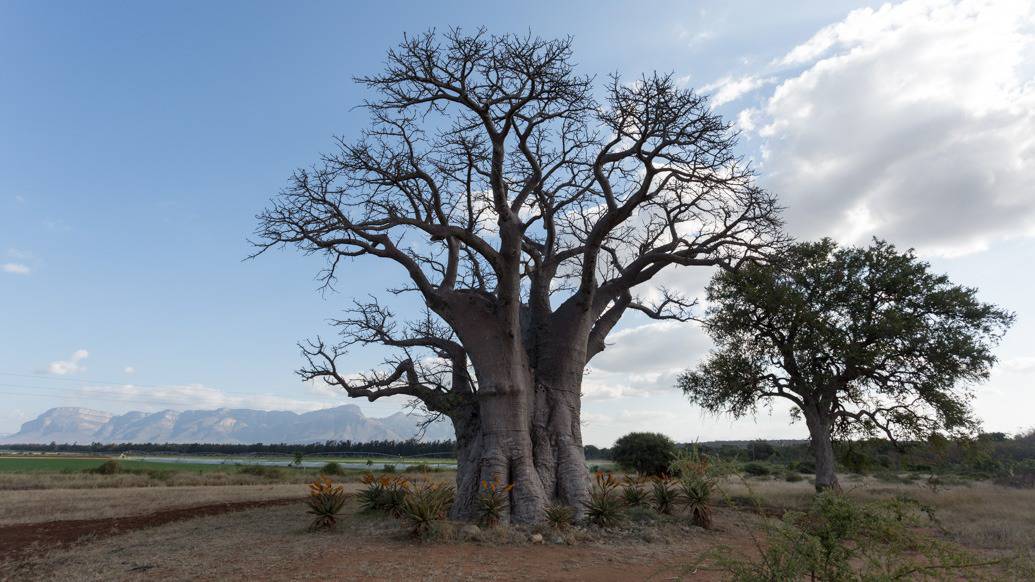 Baobá na África do Sul