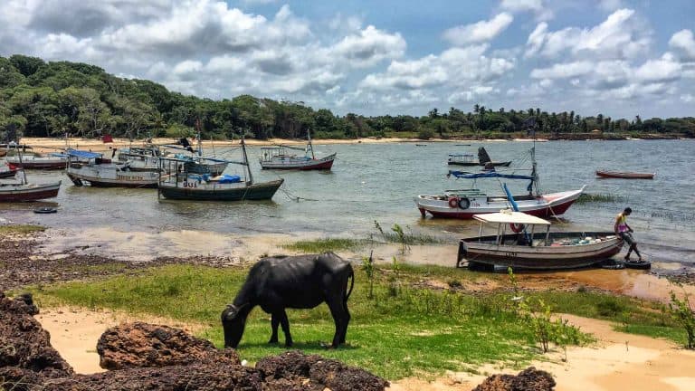 Onde ficar na Ilha de Marajó em 2024: Soure ou Salvaterra?