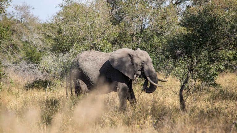 Safári no Kruger Park: dicas para economizar