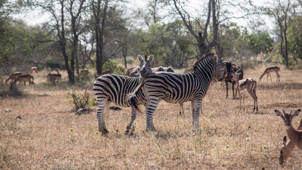 Safári no Kruger Park por conta própria de maneira econômica