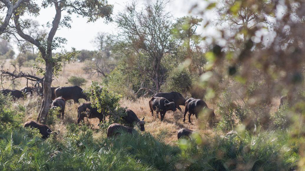 Safári no Kruger Park por conta própria de maneira econômica