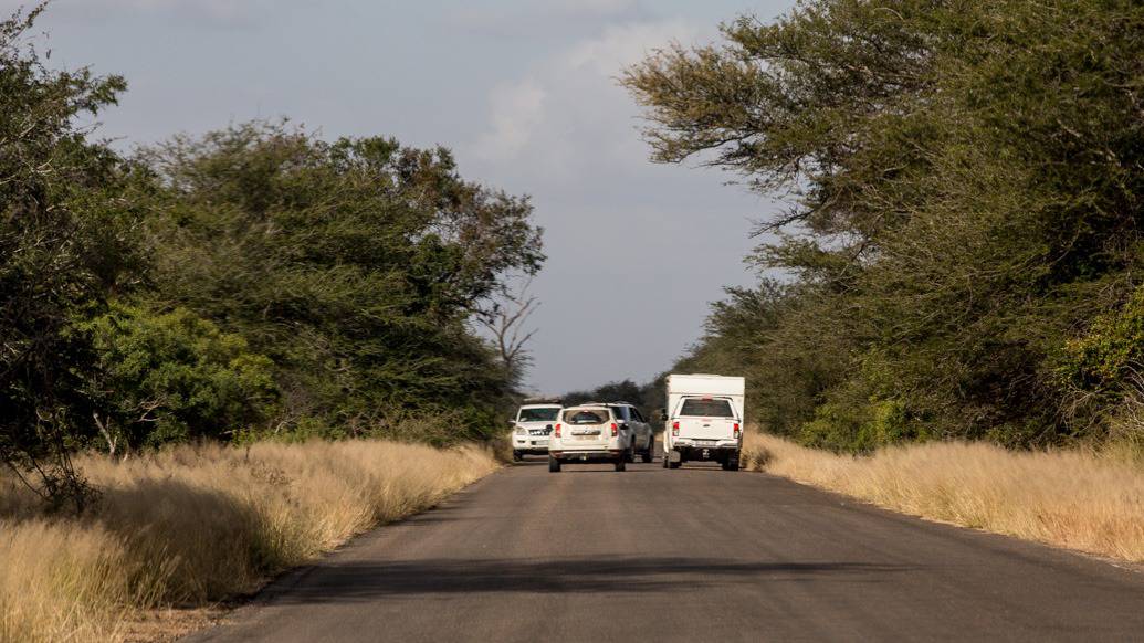 Safári no Kruger Park por conta própria de maneira econômica