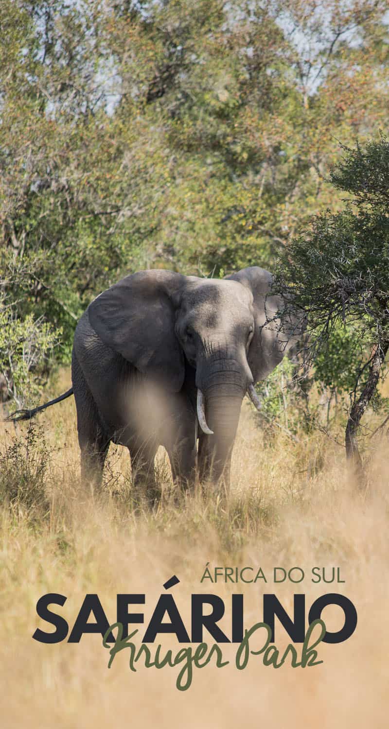 Confira dicas para fazer um safári no Kruger Park, na África do Sul por conta própria, com economia, segurança e muitos avistamentos. Saiba quando ir, onde ficar e qual é a melhor região do Kruger para ver os animais.