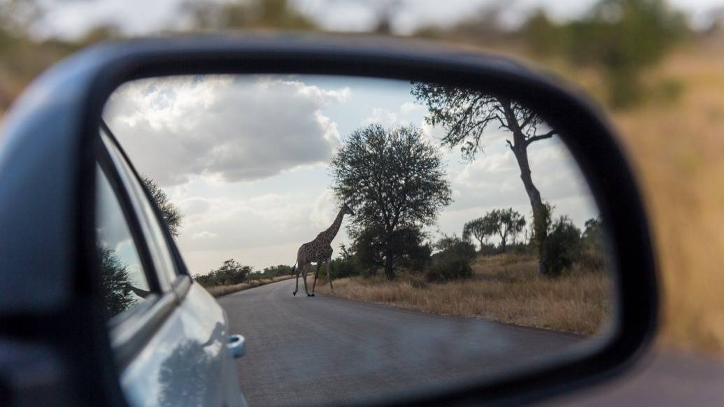 Safári no Kruger Park por conta própria de maneira econômica