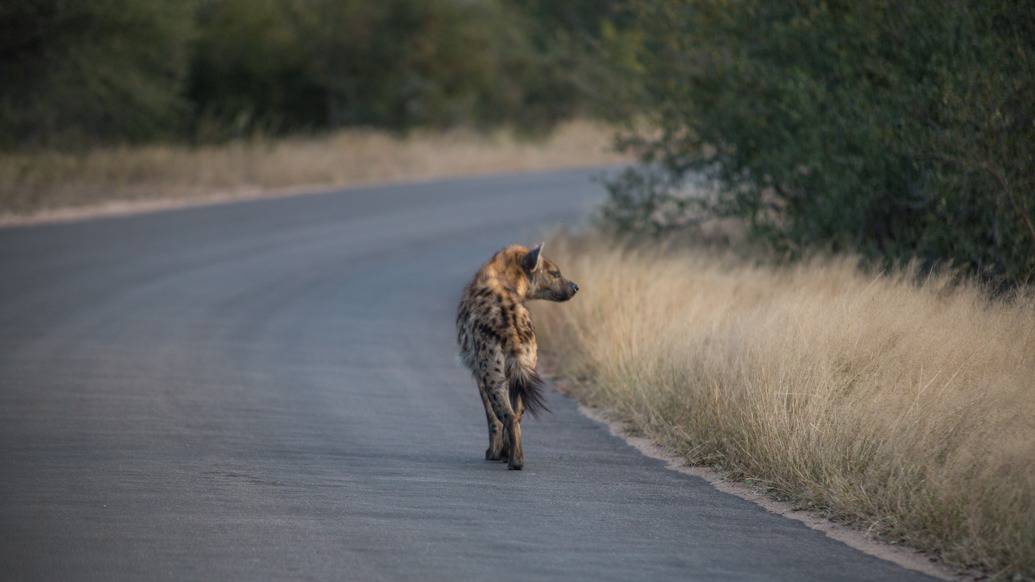 Hiena no Kruger National Park, África do Sul