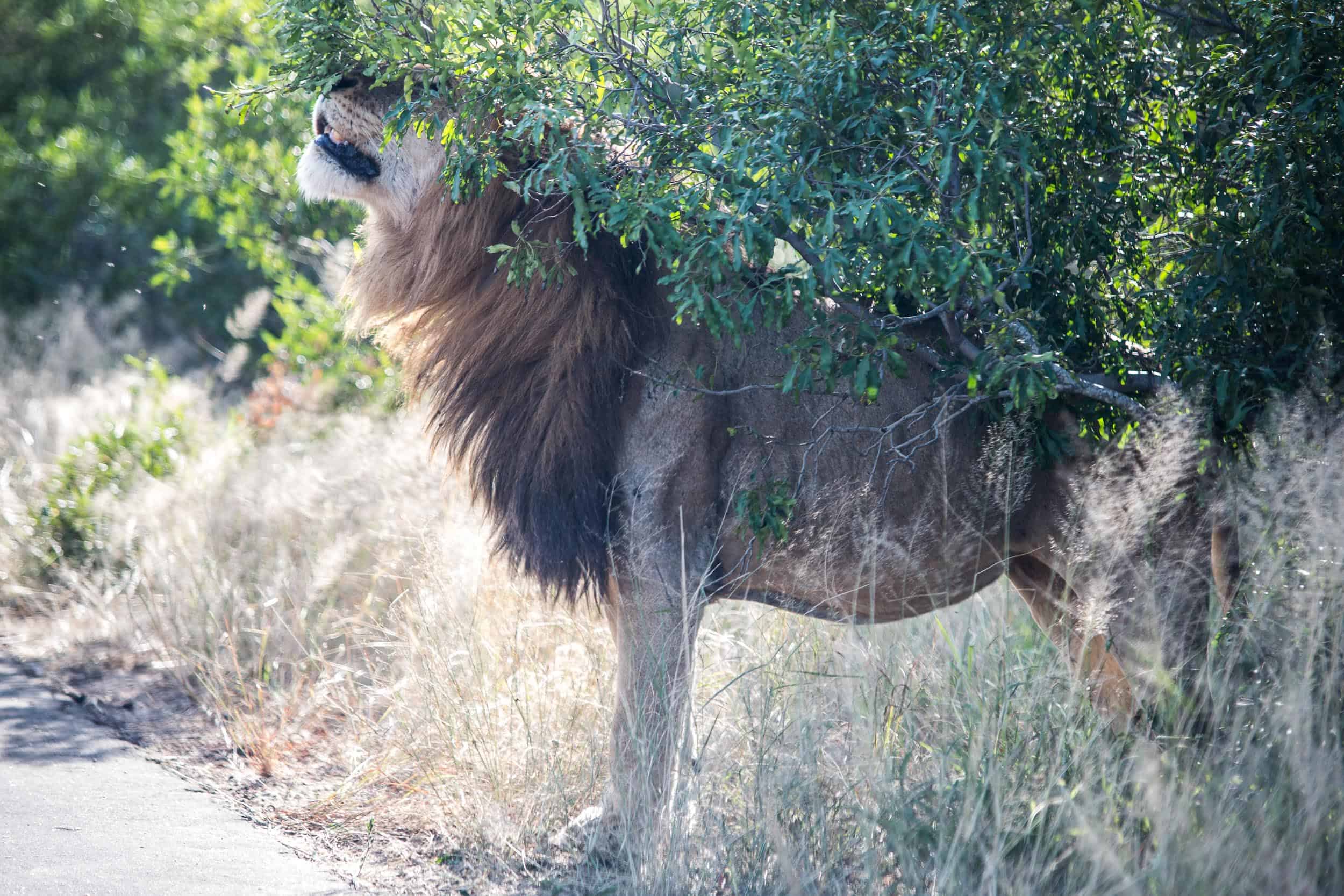 Safári no Kruger Park por conta própria de maneira econômica