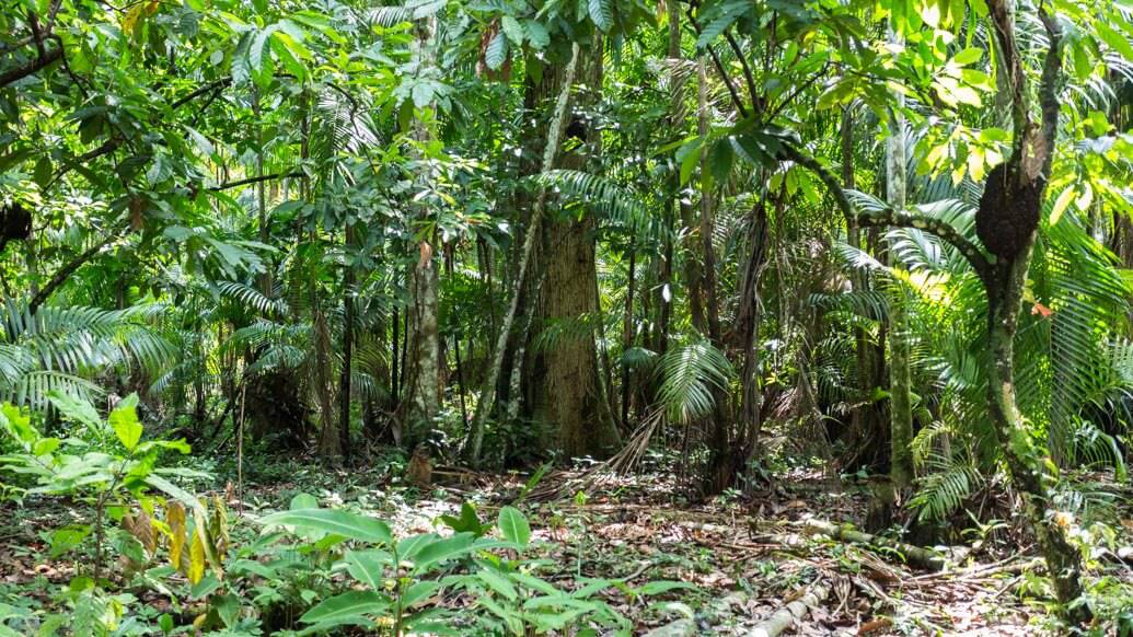 Floresta amazônica na Ilha do Combu, pertinho do centro de Belém do Pará