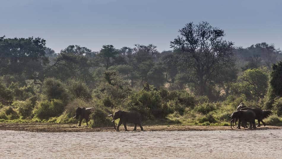 Elefantes durante safári no Kruger Park