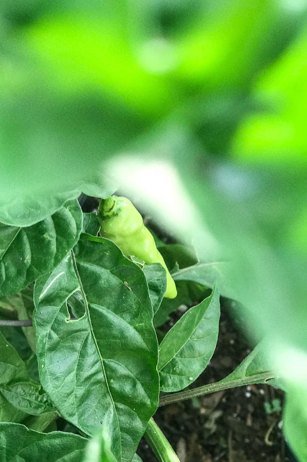 Onde comer em Saint Augustine, destino gastronômico na Flórida