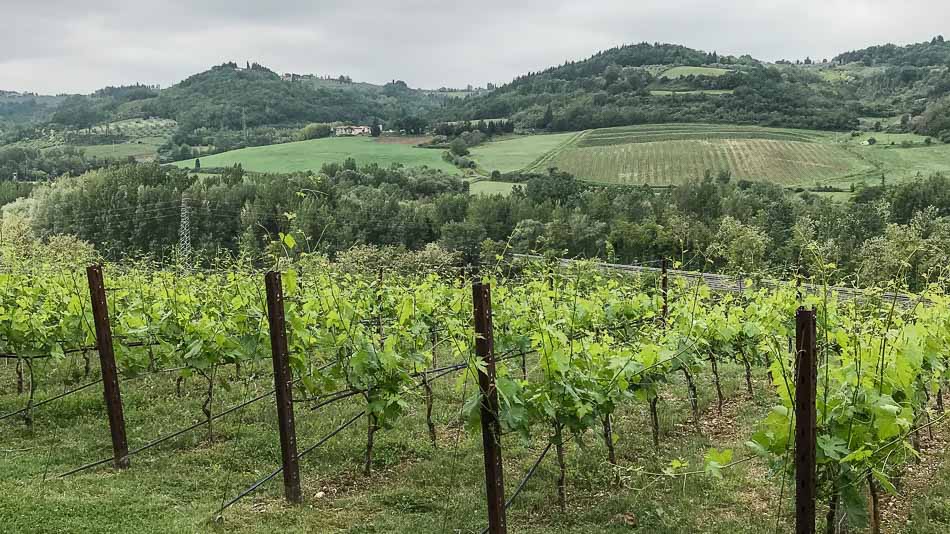 Vinhedos na Vinícola Antinori nel Chianti Classico