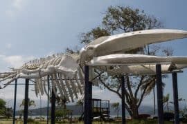 aquario-ubatuba-esqueleto-baleia