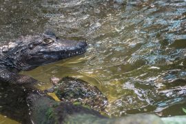 aquario-ubatuba-jacare-tartaruga