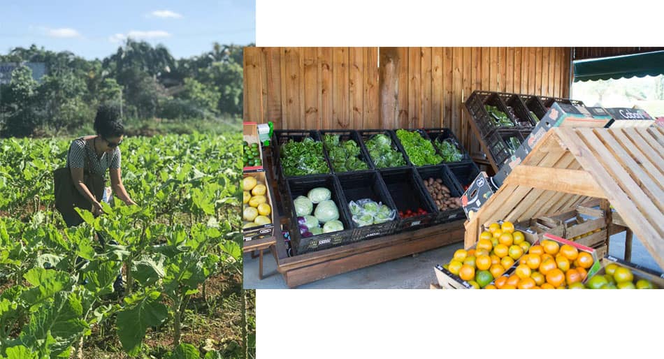 Hortifruti Miossi, parte da Rota da Uva, circuito turístico em Jundiaí, SP