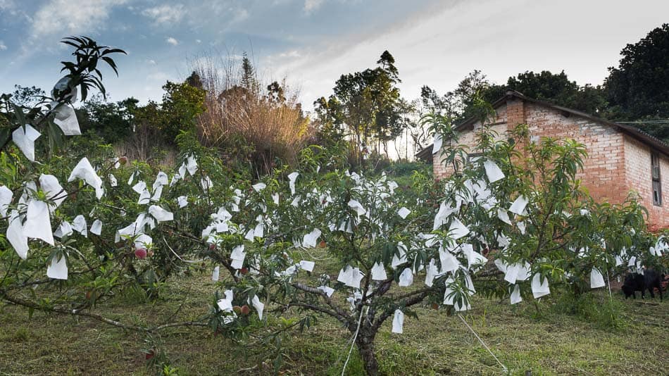 Plantação no Sitio Vendramin, parte da Rota da Uva, circuito turístico em Jundiaí, SP