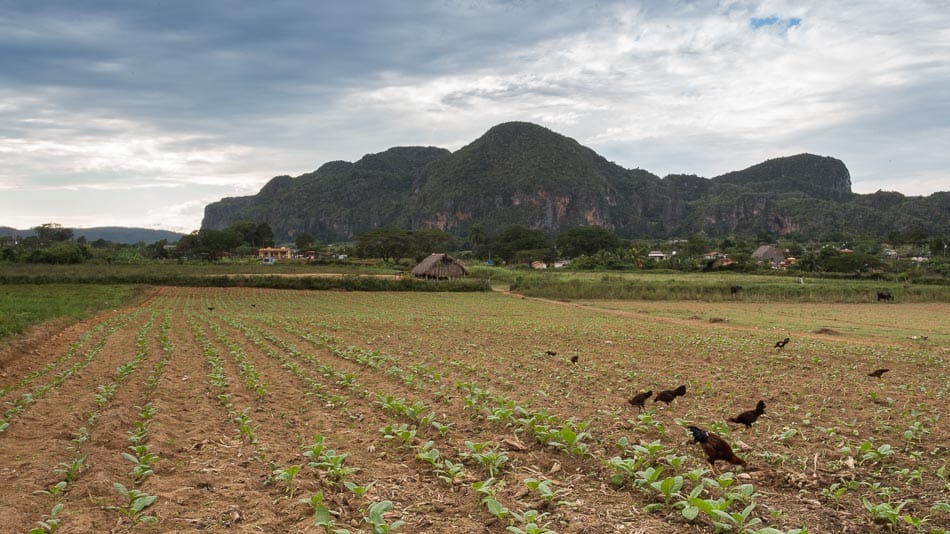 Plantação de tabaco em Viñales, Cuba