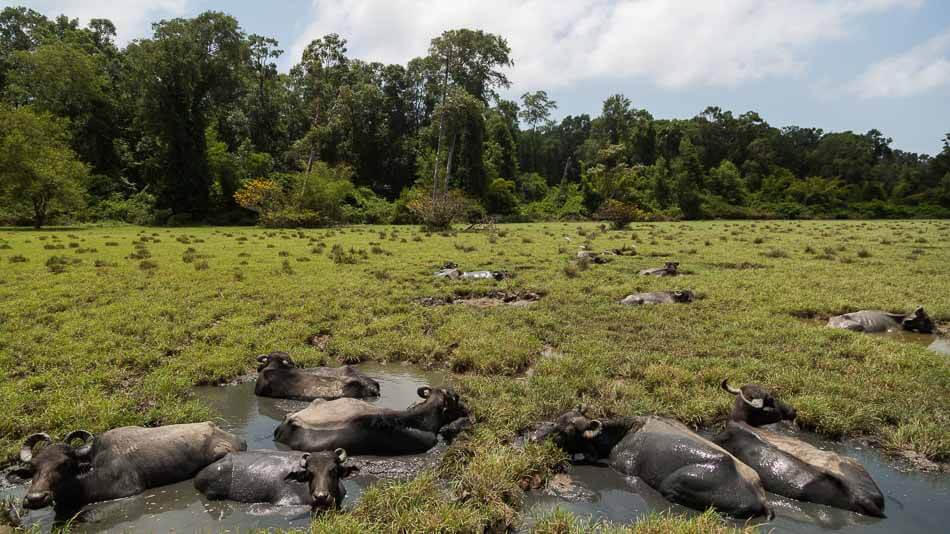 Dica do que fazer em Belém: bate-e-volta até a Ilha do Marajó