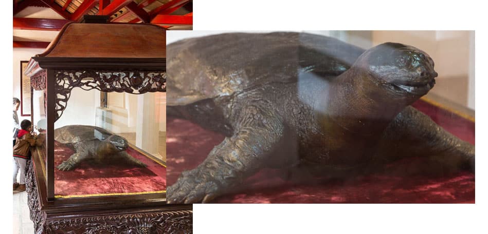 Tartaruga gigante embalsamada no templo Ngoc Son em Hanói