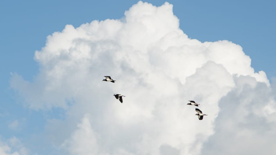 Observação de pássaros no Parque Estadual do Cantão