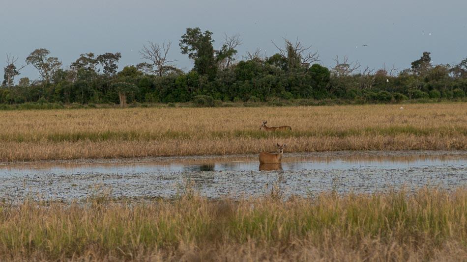 Veados durante safari na região de Lagoa da Confusão, no Tocantins