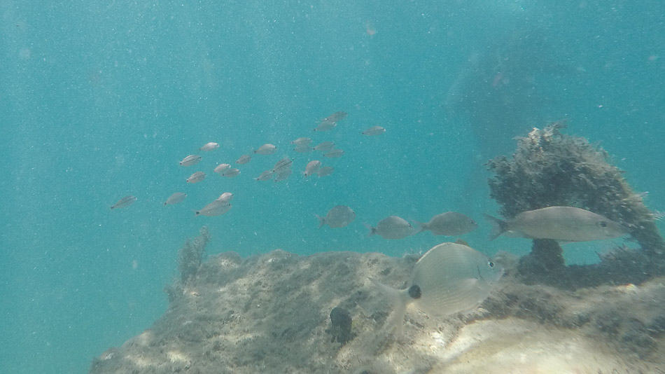 Peixes e recife artificial durante mergulho em Palm Beaches