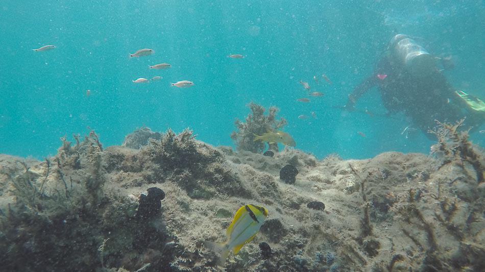 Peixes e mergulhador na Trilha de Snorkel do Phil Foster Park, em Palm Beaches