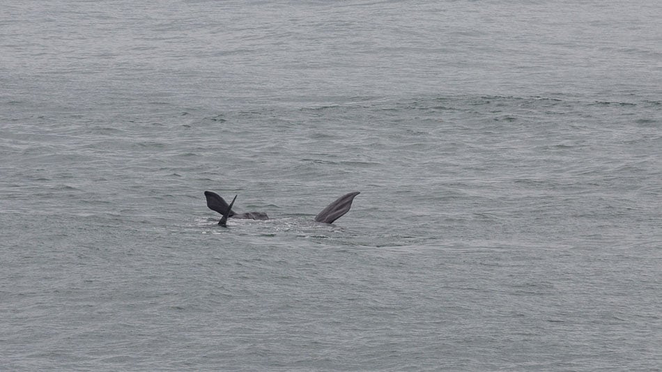 Baleia franca austral e seu filhote, na praia da Ribanceira, em Santa Catarina