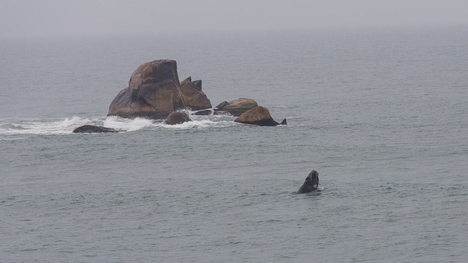 Onde ver baleias em Santa Catarina