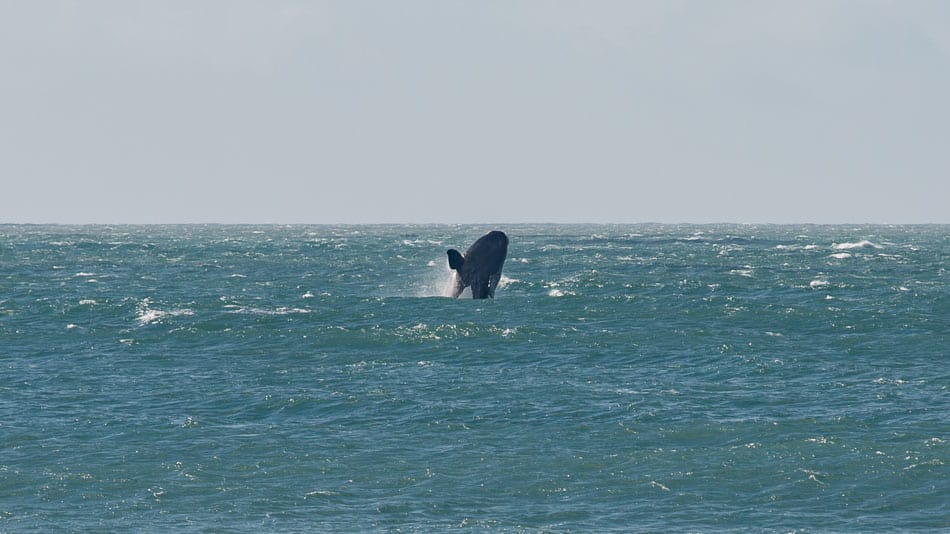 Salto de baleia franca no litoral sul de Santa Catarina