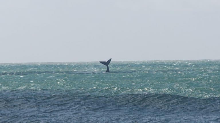 Onde ver baleias em Santa Catarina: o guia completo