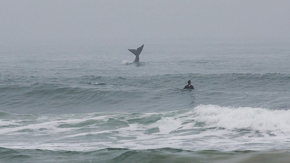 Surfista e baleia em Santa Catarina