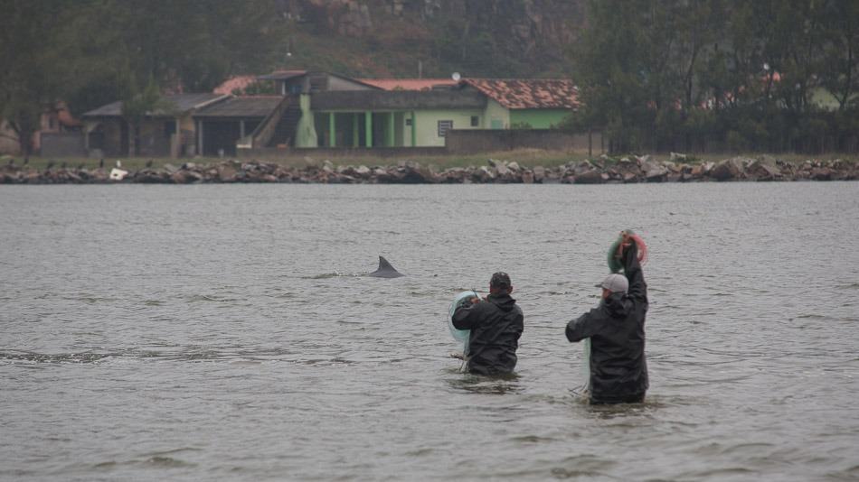 Pesca com auxílio dos botos em Laguna, SC