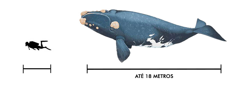 Características e tamanho da baleia franca austral