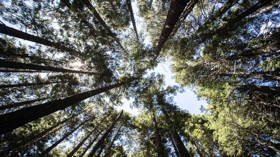 O Mt Shasta é um vórtice de energia da Terra