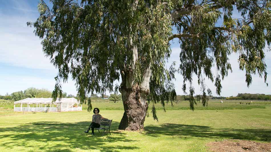 Vinícolas no Uruguai: Campotinto