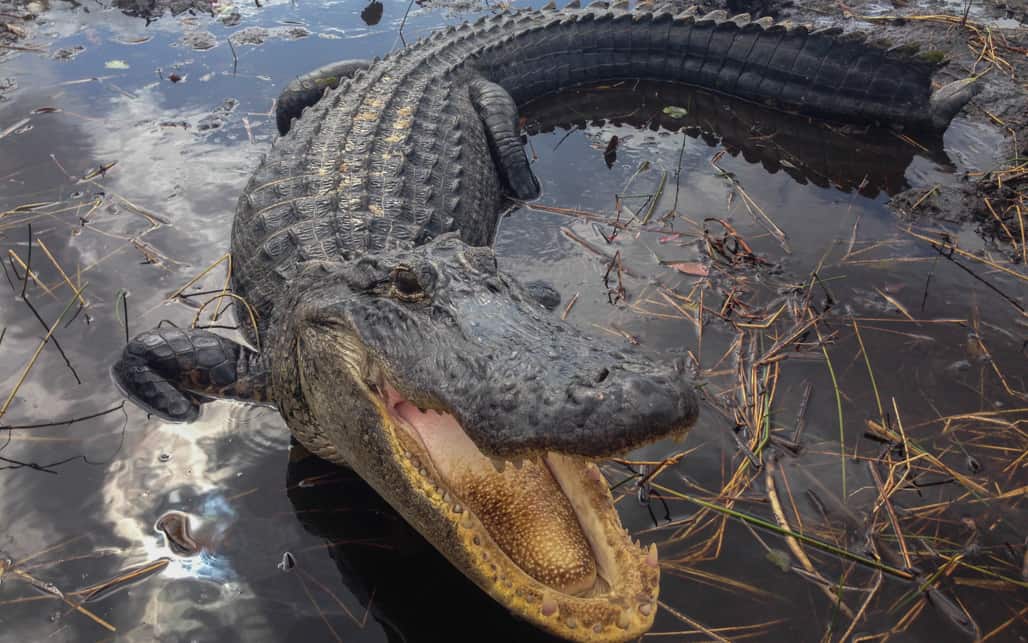 Passeio de airboat na Flórida perto de Miami