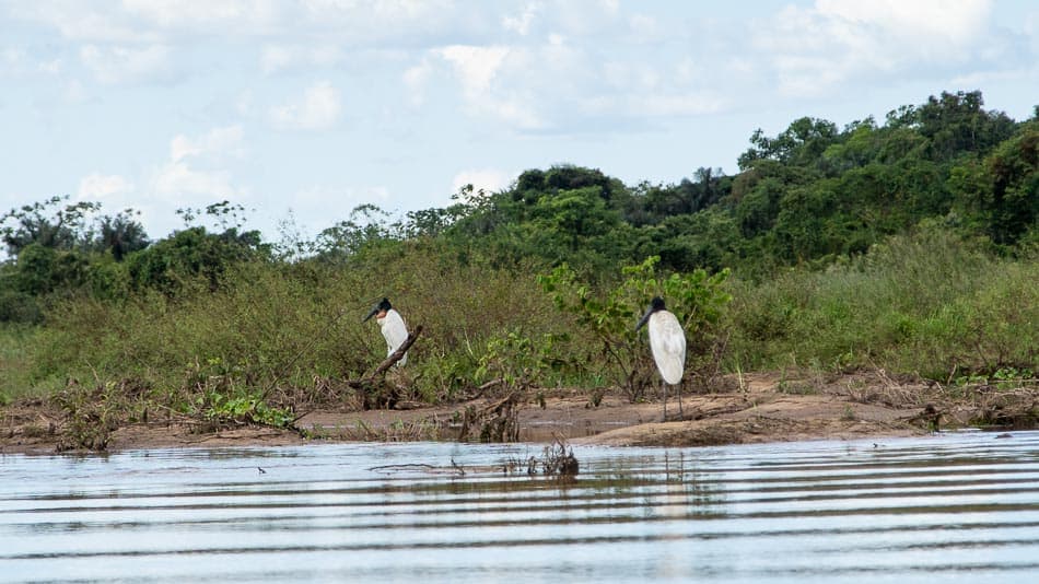 Tuiuius no Cantão, Tocantins