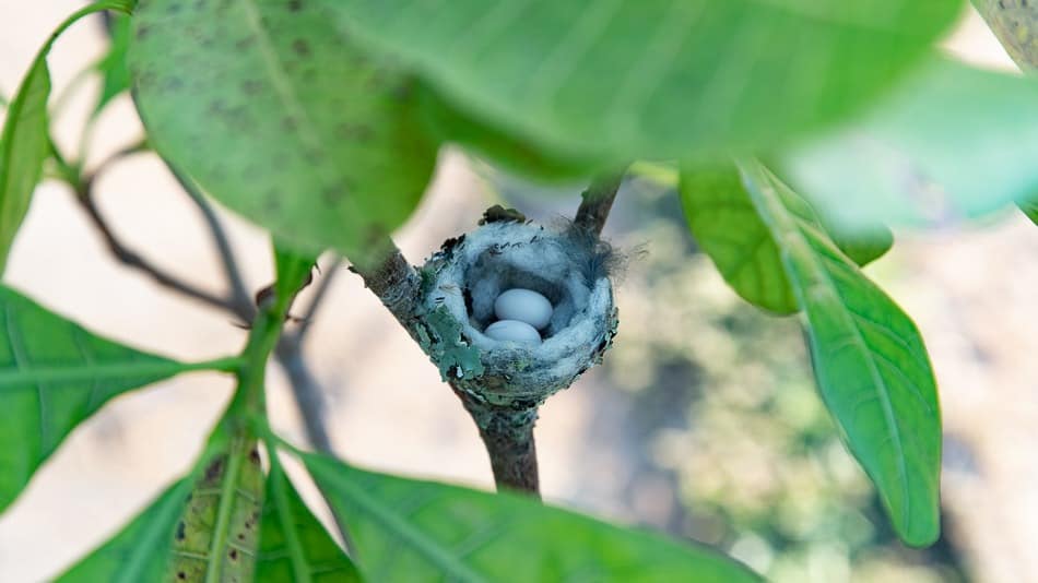 Ovos de beija-flor na Pousada Sonho Meu, no Tocantins