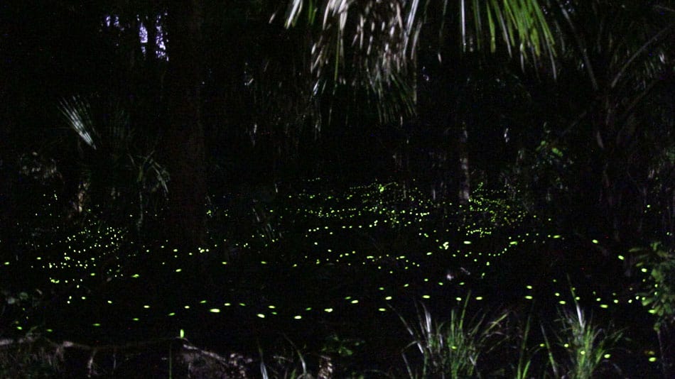 Firefly Season no Blue Spring State Park