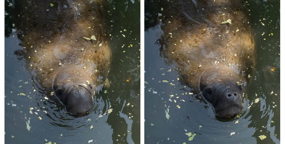 Curiosidade sobre a respiração dos peixes-boi dentro e fora da água