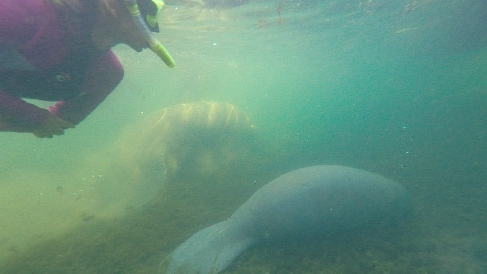 Mergulho com peixes-boi em Crystal River