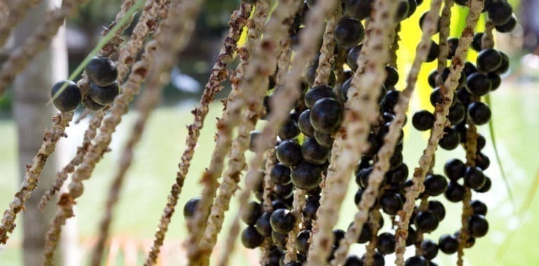 A lenda do açaí: o rei da região norte do Brasil