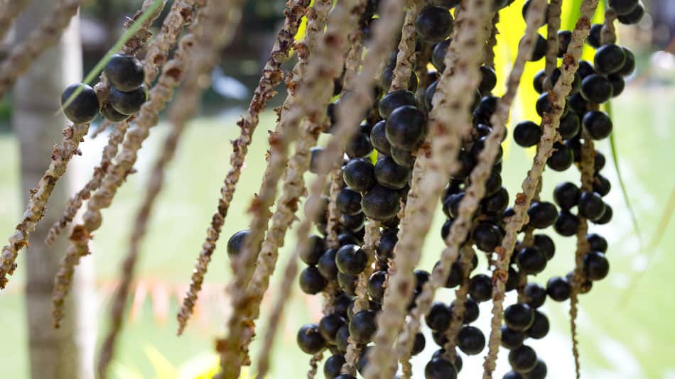 Fruto de açaí na árvore