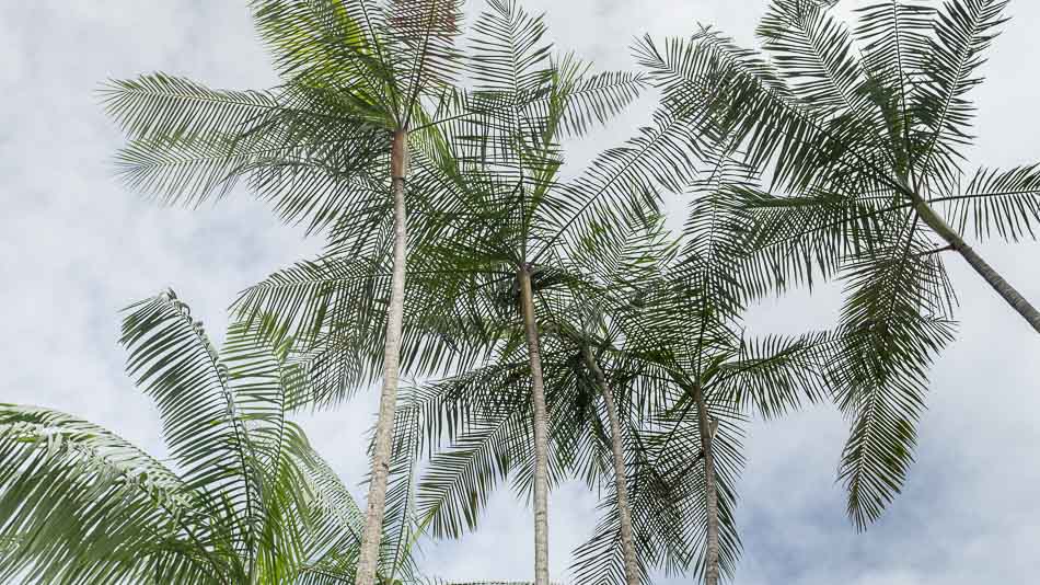 Copa da palmeira de açai no Amapá