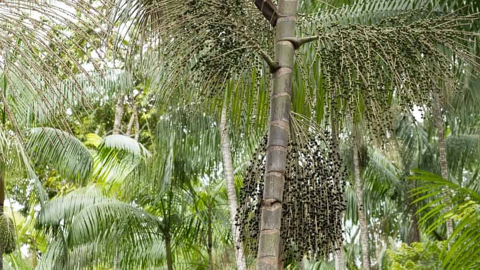 Palmeira de açai no Amapá