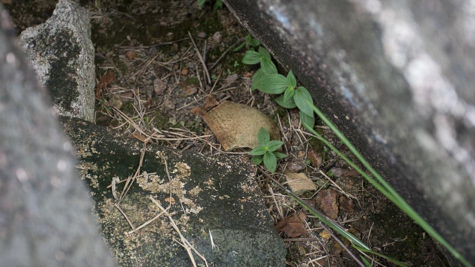 Restos de cerâmicas Cunani no Parque Arqueológico do Solstício