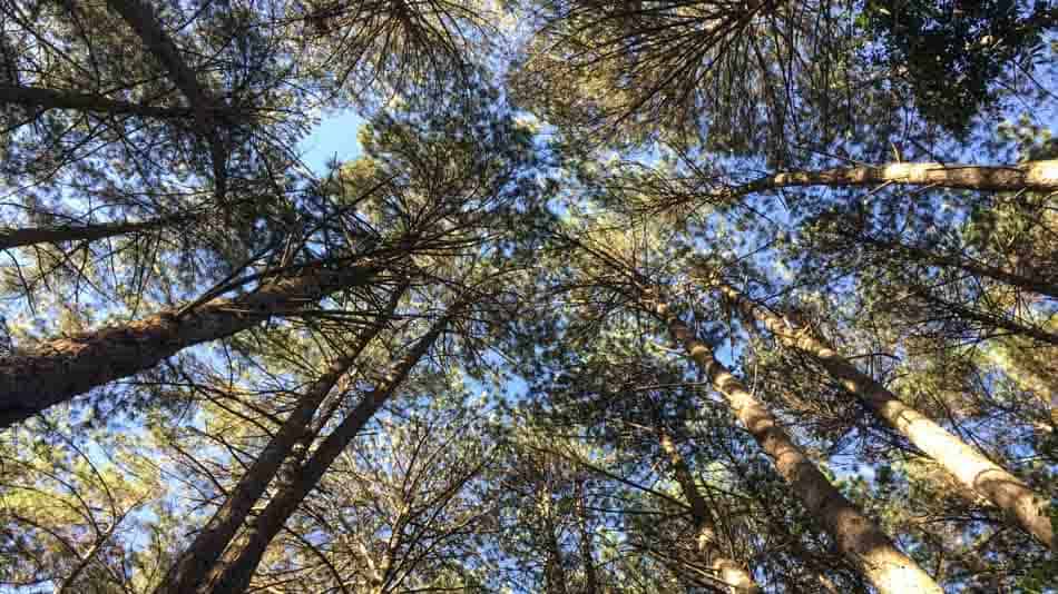 Onde ficar em Monte Verde perto da natureza