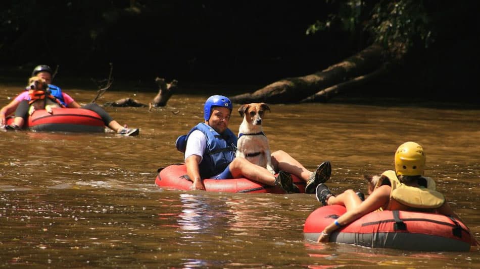 Day use pet friendly em SP: Rio Abaixo