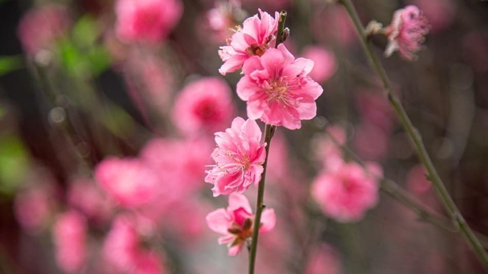 Flores para comemorar o ano novo lunar no Vietnã