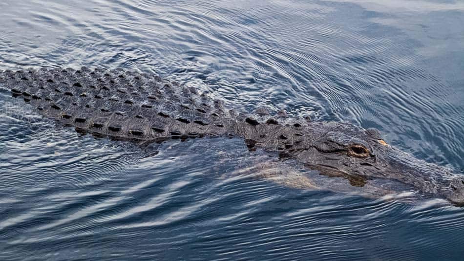 Crocodilo nos Everglades