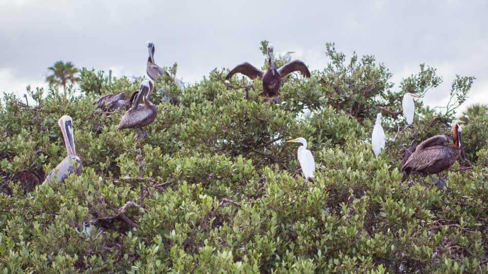 Pássaros na Indian River Lagoon, na Flórida